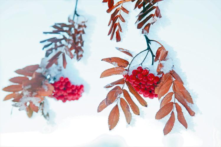 Mountain Ash berries