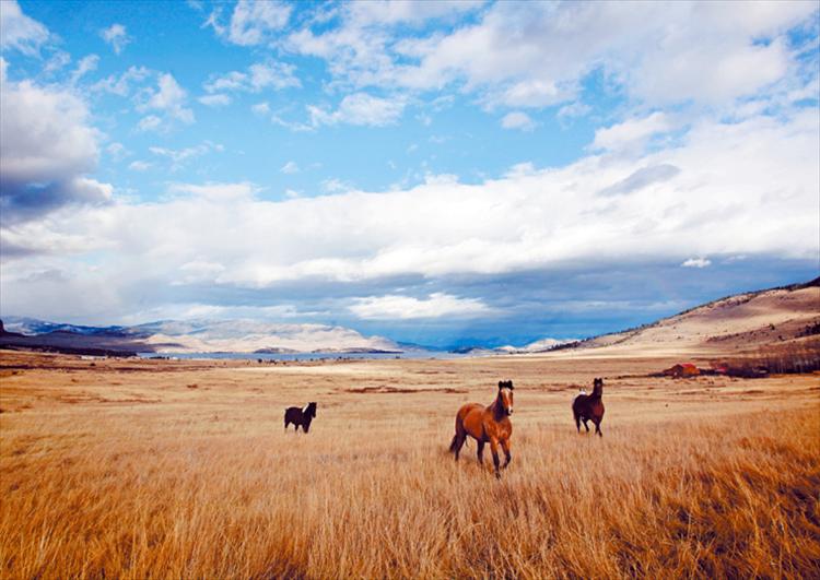 Curious horses