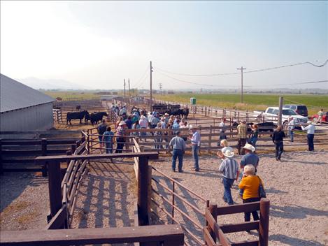 Tour members head to the corrals to look at some good black Angus cows during their day-long visit to western Montana. 