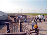 Local ranches featured on Angus tour