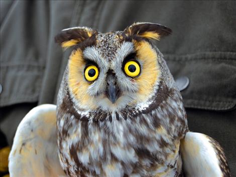 Long-eared owl