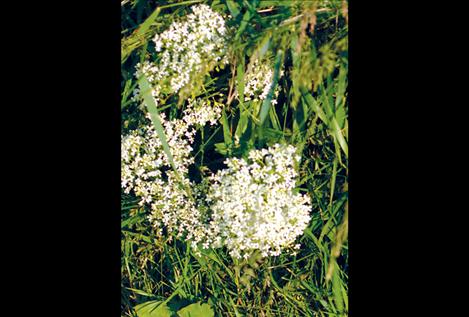 White top is one of several invasive weeds present on the Flathead Reservation.