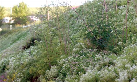 White top is one of several invasive weeds present on the Flathead Reservation.