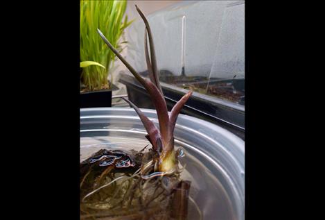 Flowering rush is one of several invasive weeds in the Mission Valley.