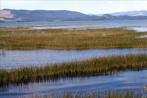 Rows of flowering rush extend into Flathead Lake. This photo was taken  in 2009 as part of an aquatic weeds training program put on by the extension office.