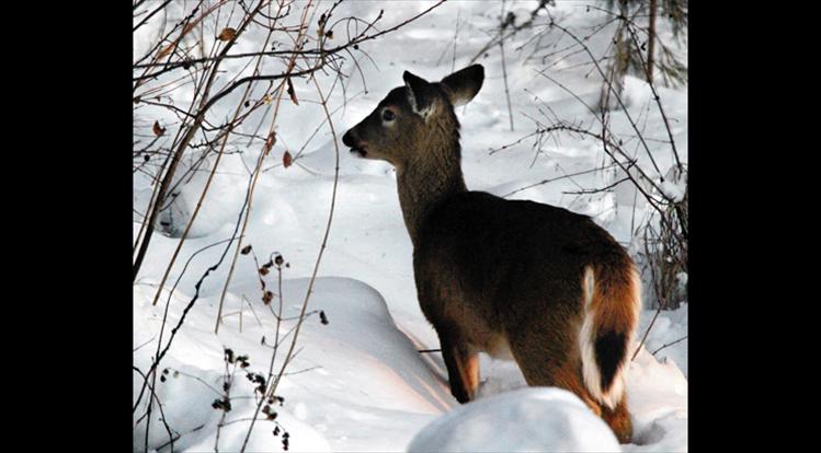 Young deer