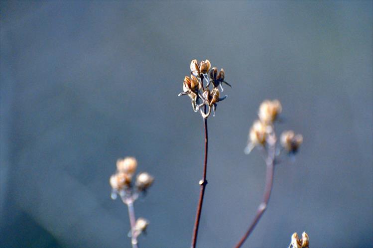 Opened seed pods