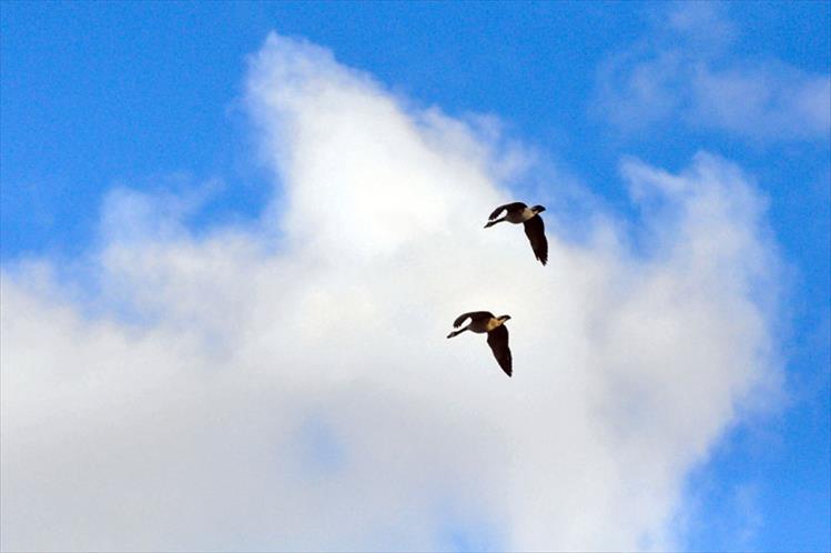 geese fly over Flathead Lake