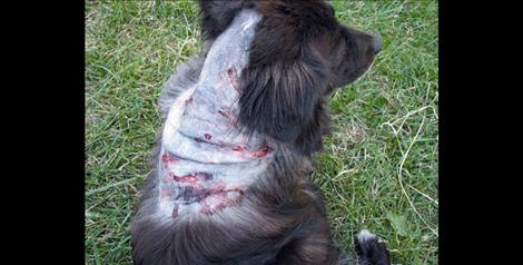 Bea Eder’s dog Molly, after a 2010 dog attack.