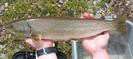 Bull trout