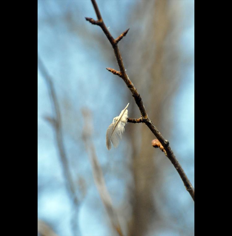 A wayward feather floats in to rest on a tree on the south shore of Flathead Lake. 