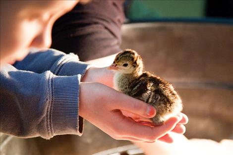 Young chicks are held tenderly.
