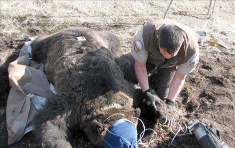 Dan McClure, Tribal Conservation Officer, examines a male grizzly bear paw in April 2013.