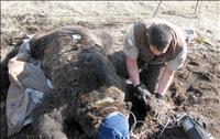 Bears emerging from dens