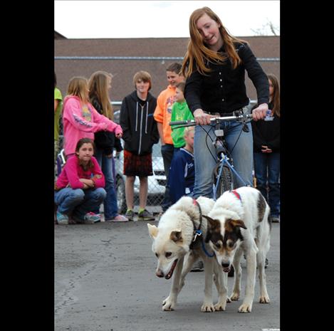 Charmayne Morrison  harnesses her dogs Spritey, left,  and Deluxe to demonstrate  mushing.
