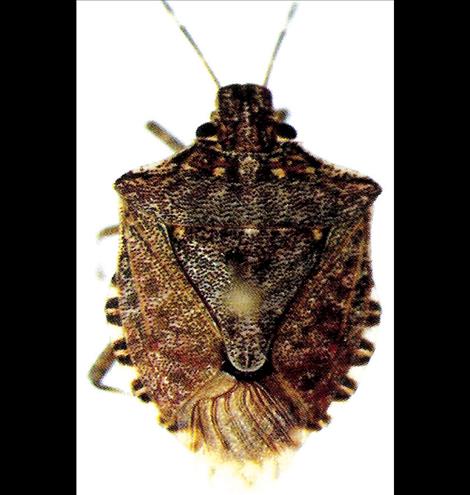 The brown marmorated stink bug is a new cherry pest.