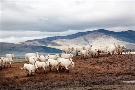 Yearling Westphal bulls cavort in a feedlot with a view as they await their turn to go through the sales ring next year.