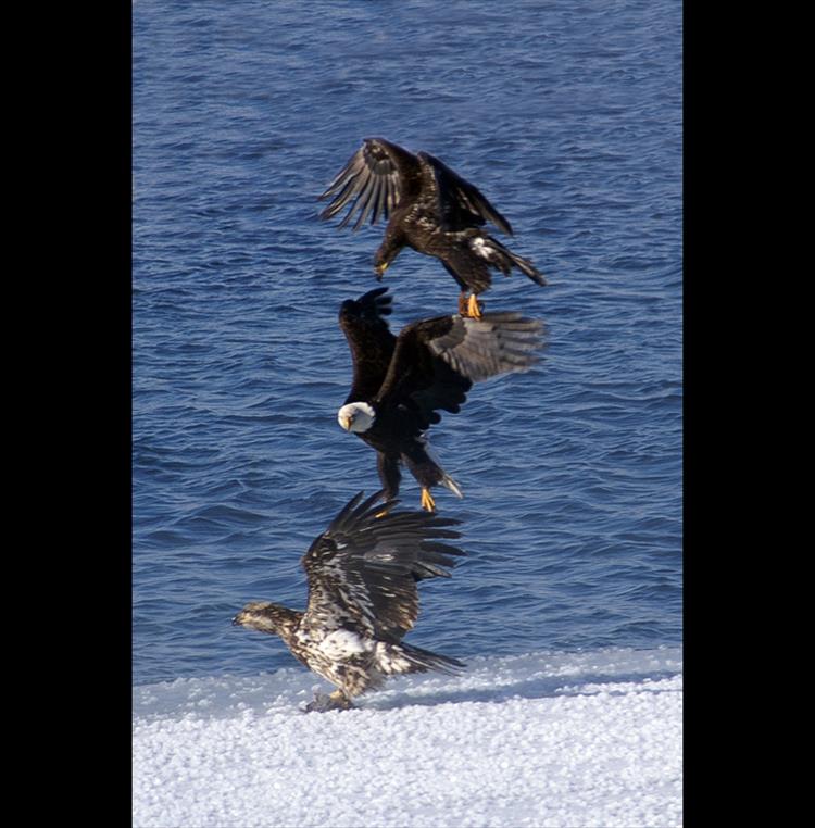  Three eagles tumble from the sky toward snowy waters below