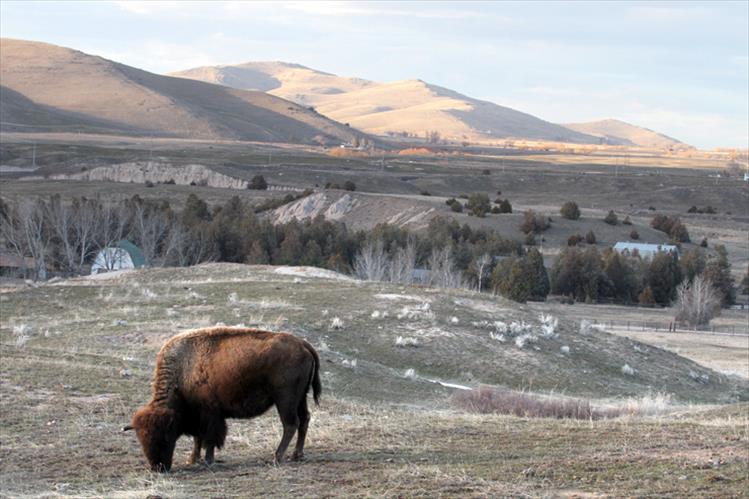 National Bison Range