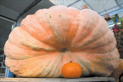 May’s giant pumpkin dwarfs a 5-pound pumpkin.