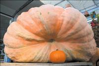Polson man grows half-ton pumpkin