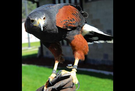 Live falcon exhibits have been a part of past community bird days. 