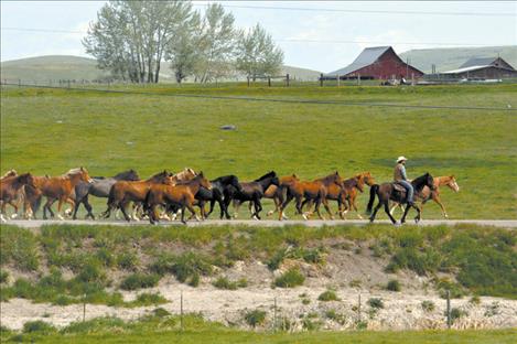 he horses travel down Round Butte Road west of Ronan.