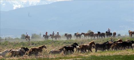 A line of horses stretch along Kicking Horse Reservoir dike on the homestretch to the Cheff Ranch.
