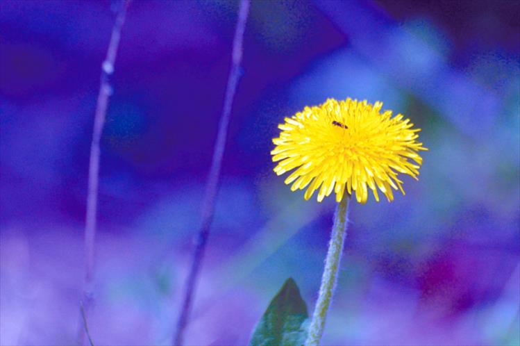 Dandelion