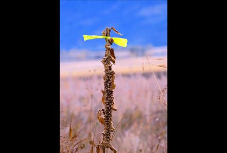 An invasive stalk of knapweed is marked with a yellow tie.