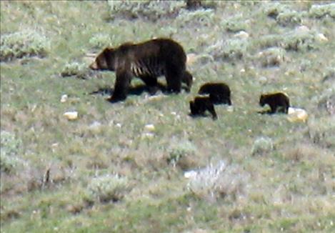 Sow grizzly bear on Swan Flats hike. 