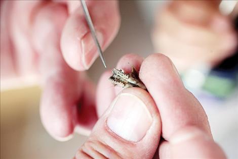 A tiny bird jawbone is held gingerly.