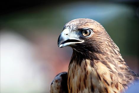 A variety of birds are highlighted at the event, including several raptors. Below right, a tiny bird jawbone is held gingerly.