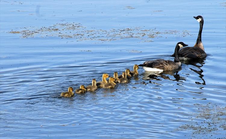 Canada geese