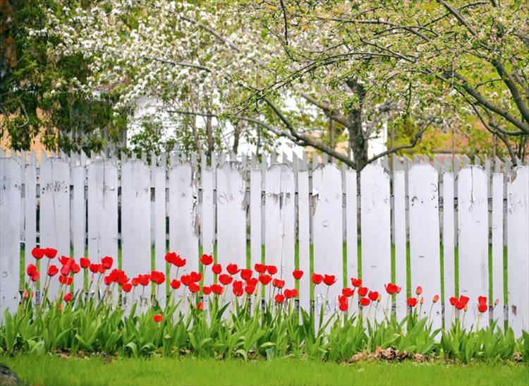 Lipstick red tulips paint a whitewashed fence with springtime color.