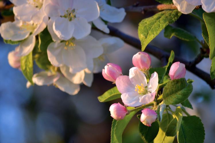 Apple blossom