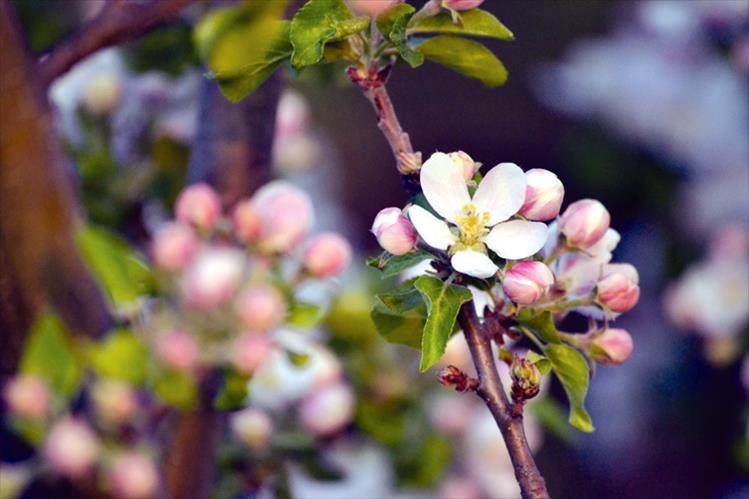 Apple blossom