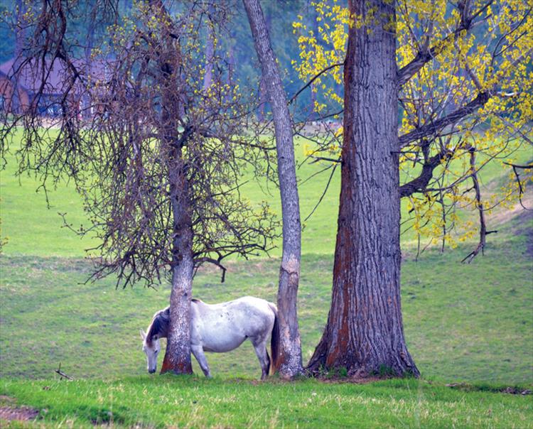 Spring grass offers a plentiful supply of greens for even the most discriminating palate.