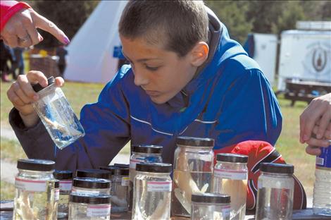 A student from Chief Charlo Elementary School in Missoula examines preserved fish. 