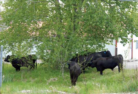 Escaped bulls forage along Terrace Lake Road.