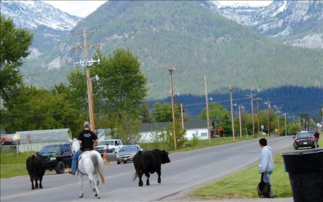 Cowboys start the Dave Robbins’ bulls down the road to their home pasture. 