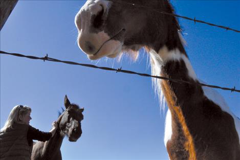 Horses rescued by Shannon Dourgherty Luikart still lacked muscle and were pretty skittish weeks after their rescue, but with someone to love them, the animals were well on their way to recovery. 