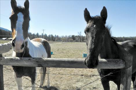 Horses that were found downtrodden now have perky ears and mending spirits. 