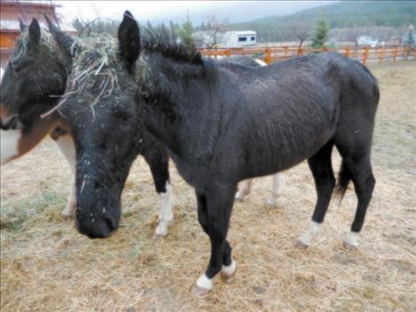 These horses were rescued from dismal conditions. The rescuers threw them hay to help keep them alive. 