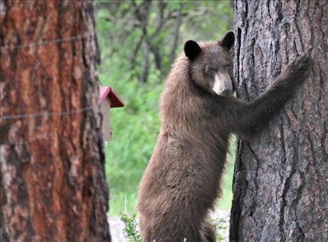 A bear hugs a tree in a North Crow yard. 