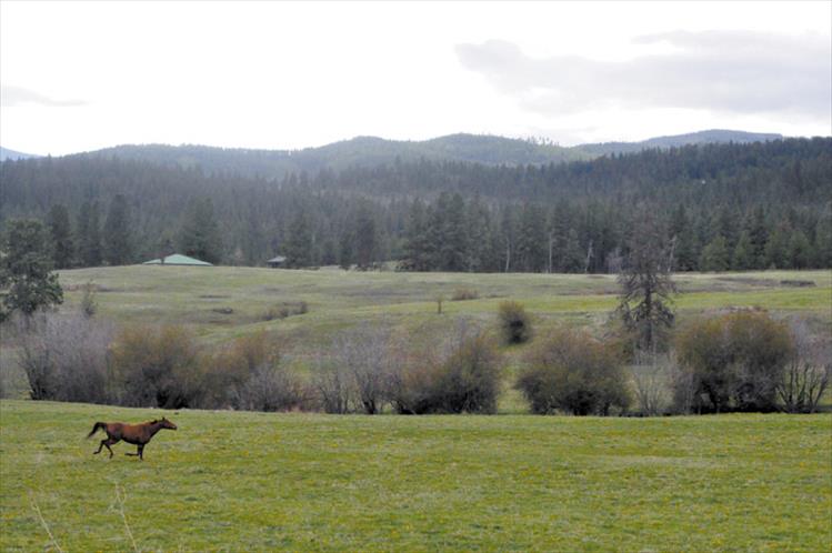 Green means go: Arlee area's lush spring pastures beckon a horse to sprint across a field carpeted in green grass.