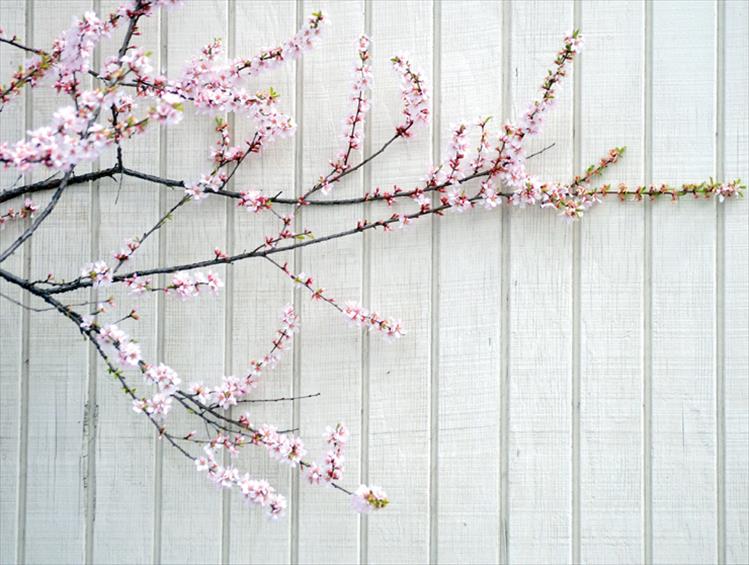 Blossom wall
