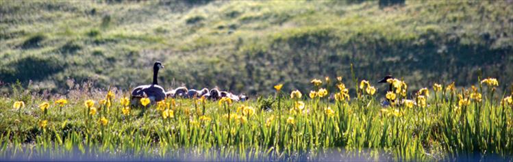 Grown geese herd goslings.
