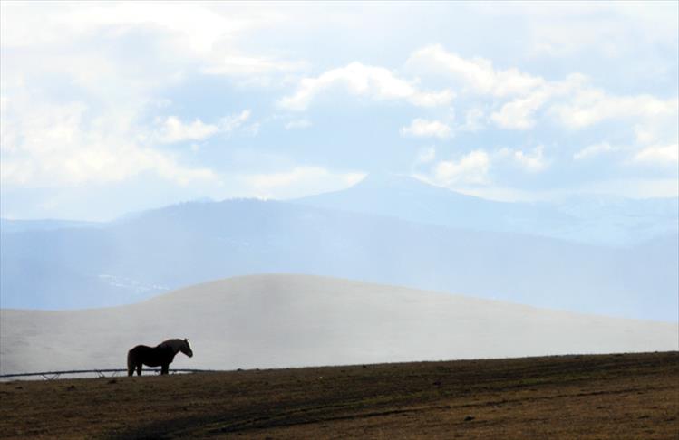 Horse with hills