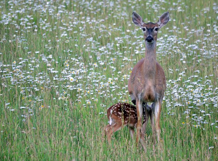 Deer and fawn